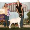 Grand National - Cow Palace
Grand Champion Sale Wether by Black Attack