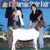 California State Fair
Cassie Tartaglia & WRR Nikki by Raff What Ever
Reserve Champion Junior Doe
