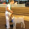 Madera District Fair
Daphne Norman & Oliver by King Tut
Reserve Grand Champion & 4-H Champion