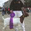 Humboldt County Fair
Alayna Renner
Grand Champion