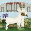 Grand National - Cow Palace
Codi Shelton & doe by WRR Hondo
Grand Champion Percentage Doe & Champion Yearling