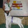 Madera District Fair
Daphne Norman & Mario by WRR What's Up
Reserve Grand Champion & 4-H Champion