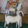 Madera District Fair
Daphne Norman & WRR Marge by King Tut
Grand Champion Doe