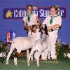 California State Fair
Daphne Norman
1st place WRR Marge by King Tut
2nd place Mario by WRR What's Up