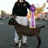 Humboldt County Fair
Alayna Renner
Supreme Champion & FFA Champion