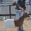 Sonoma County Fair
Alyssa Lopez
Reserve Champion Doe