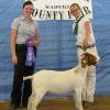 Chowchilla-Madera County Fair
Daphne Norman & WRR Cassidy by Heatseeker
Reserve Grand Champion & Jr Champion
