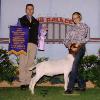 Grand National - Cow Palace
Daphne Norman & Falco by Heatseeker
Classic Reserve Grand & Reserve Progress Champion