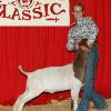 Red Wave Classic
Daphne Norman & Dyno
Reserve Champion Market