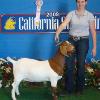 California State Fair
Stephanie Horton & XG8 by What What
ABGA Reserve Champion Jr FB Doe
Purchased at CA Coalition Sale