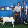 California State Fair
Horton/Jefferson & XG20 by What What
IBGA Reserve Champion Jr FB Doe
Purchased at CA Coalition Sale