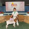 Madera District Fair
Alexis Fringer & wether by Earl
Purchased @ Dynasty Sale
4-H Reserve Champion
