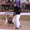 Madera District Fair
Robert Mattes & Six by Earl
Purchased @ Champion Drive #2
FFA Reserve Champion
