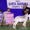 Santa Barbara County Fair
Andrea Calderon & Chance by MoButter
Purchased @ BLF Sale
Supreme Grand Champion & FFA Grand Champion
