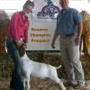 Oktoberfest - Merced
Daphne Norman & Tosh (514)
Sired by What What
Reserve Champion Prospect & Champion Int Showmanship
