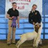 Chowchilla-Madera County Fair
Daphne Norman & Noel
Grand Champion Breeding Doe
&  Kash = Supreme Ch Market Goat
