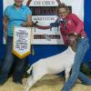 Circle of Champions – Chico
Addison Cook-Horton & Sweetie by MoButter; Raised by Todd Maddux
Show B Reserve Progress