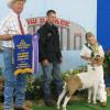 Jr Grand National – Cow Palace
Erin Johnson & Piggy by Krome
Supreme Champion Market & 4-H Market Champion
