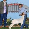 Jr Grand National – Cow Palace
Daphne Norman & Chance by MoButter
Classic Reserve Progress & Int Showmanship winner
