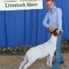 Great Western
Daphne Norman & Chance by MoButter
Purchased @ BLF Sale
Int Showmanship winner
