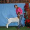 Shannon Sumpter and Squeeky Jalapeno were 2nd in Class 5 at the 2011 AZ National.  The Class winner went on to be Reserve Grand Champion.  Squeeky, bred by Bush Show Goats, is by WRR Krome.