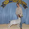 "Tosh" by WRR WhatWhat and out of WRR 514, was 5th place in Class 4 at the National Western Stock Show in Denver.  He was born in July and weighed 81lbs at the show.  Daphne was very sad to let him go.