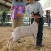 Great Western:  Tyson Brem and his Amp wether were Reserve Market and went on to be Reserve Grand Champion.
