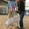 Great Western:  Shannon Sumpter and WRR Tina by Jack Knife earned Progress Champion again.