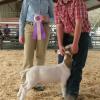 Great Western:  Clayton Sardella and his bred&fed wether sired by Krome were Prospect Reserve Champion.