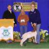 Western Bonanza Show B: Daphne Norman & WRR Peyton were Reserve Prospect and went on to be Reserve Supreme.  WRR Peyton is sired by Krome and out of BDF Rachel.