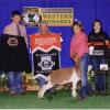 Western Bonanza Show A: Justina Moses & Peanut were Champion Prospect and Reserve Supreme.   Peanut is sired by Jack Knife.