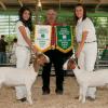 Yolo Spring 4-H Fair: Mariesa Cramer had Grand AND Reserve Champions with her wethers sired by Krome.  Both wethers were purchased at the Dynasty #1 Sale in January.