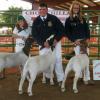 Chowchilla-Madera County Fair: JackKnife sires 3 of the 4 in the Supreme Drive!  4-H Reserve Grand (Ryan McDougald), FFA Reserve Grand (Bobby Mattes), and FFA Grand Champion (Daphne Norman).