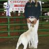Chowchilla-Madera County Fair: Daphne Norman and her bred&fed wether "112" earned Champion Feeder Goat title.  112 is sired by Krome.