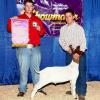MJC Showmaster Classic: Tyson Brem won Jr Showmanship and Class 6 with his WRR Amp wether.
