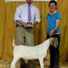 Pacific International (Oregon): Grand Champion Market Goat for Megan Albers.  Wether sired by AMP and out of a Jack Knife daughter.  Judge: Josh Tewalt