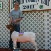 Hardin County Fair (Iowa): Grand Champion Boer Doe for Cheyenne Friest.  Doe sired by Jack Knife.