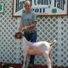 Hardin County Fair (Iowa): Grand Champion Market Goat for Cheyenne Friest.  Wether sired by Krome.