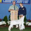 California State Fair: Reserve Grand Champion Market Goat bred&fed by Daphne Norman.  "112" is sired by Krome and weighed 84 lbs. Judge: Barney Fowler