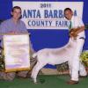Santa Barbara County Fair: 4H Reserve Grand Champion for Josh Willoughby.  Judge: Jess Yeaman