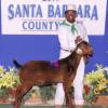 Santa Barbara County Fair: 4-H Heavyweight class champion for Irene Gilardone and her big red wether purchased at the Dynasty #2 Sale.