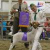 Antelope Valley Fair: Supreme and 4-H Grand Champion for Victoria Covert and her Heatseeker wether bred by HJ Boer Goats.  This wether was purchased at the WRR Ranch Sale and is out of a WRR What's Up doe purchased by H&J at the 2009 CA Coalition Sale.  Congratulations to all!