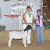 Chowchilla Fair: Supreme Champion and 4-H Grand Champion to Alexis Fringer and her Krome wether purchased at the Red Wave Sale.  Judge: Mitch Schulte