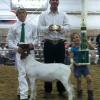 Antelope Valley Fair: 4H Reserve Grand Champion to Coby Tyler.  Judge: Gabriel Ponce