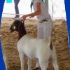 Madera District Fair: Grand Champion Doe and Senior Champion to Ryan McDougald and her Political Statement doe.  They also won at Chowchilla Fair. Judge: Stephanie Horton Jefferson