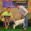 MJC Showmaster Classic: 
Grand Champion and Prospect Champion for Tyson Brem and his bred & fed doe kid sired by Krome.  Judge: Nick Warntjes