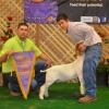 MJC Showmaster Classic: 
Reserve Grand Champion and Progress Champion for Tyson Brem and his bred & fed doe kid sired by AMP.  Judge: Nick Warntjes