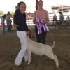 Chowchilla Fair: Supreme and FFA Grand Champion to Mikaela Fringer and her Straight Shooter raised by Brems and purchased at the Red Wave Sale.  Mikaela also won Intermediate FFA showmanship.
