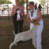 Chowchilla Fair: 4-H Reserve Grand Champion to Alexis Fringer and her Straight Shooter wether purchased from us at the Red Wave Sale.