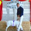 Chowchilla Fair: Grand Champion Commercial Doe to Mason Ellis and his bred & fed doe Delta sired by Jack Knife and out of his Political Statement doe "Delilah" purchased at West Coast Alliance.  Judge: Sue Hobby